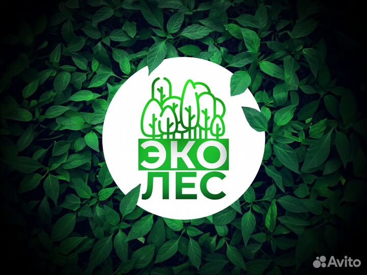 Туя смарагд от 180 cм под заказ из питомника