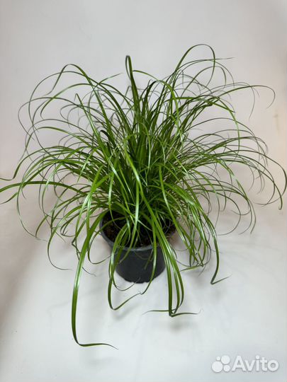 Комнатные растения Алоказия Frydek