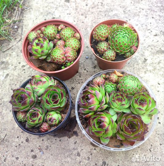 Молодило каменная роза