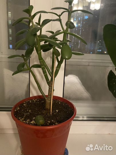 Денежное дерево толстянка крассула