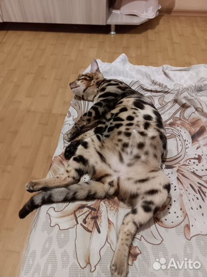 Бенгальская кошка