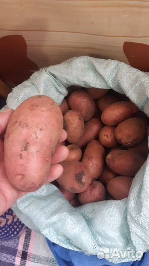 Картофель для еды