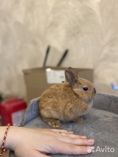 Декоративный кролик