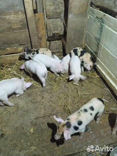 Поросята породы ландрас