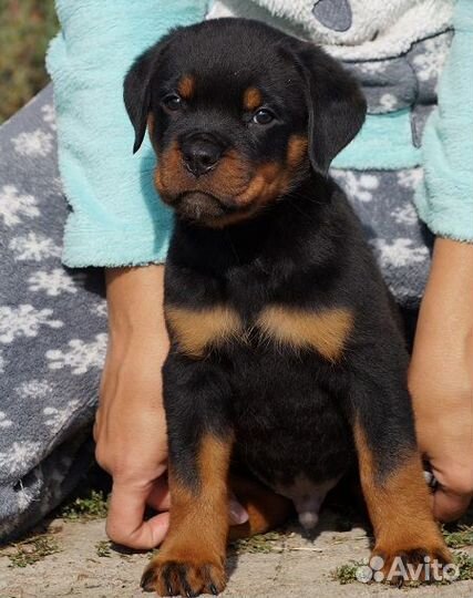 Щенок ротвейлера