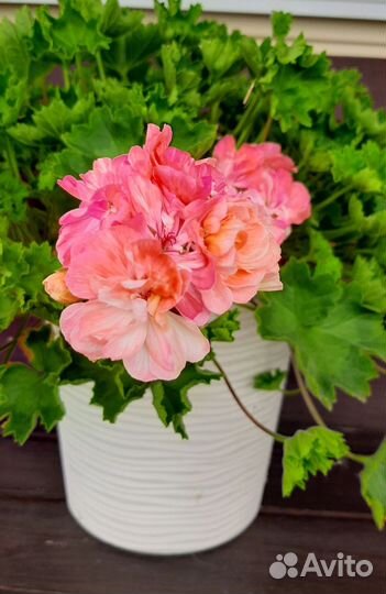 Пеларгонии зонартики срезом