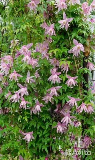 Клематис Пинк свинг