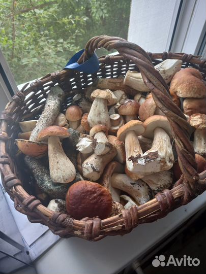 Белые грибы