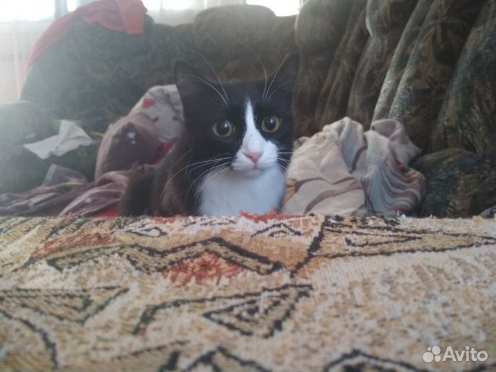 Передержка животных (кроме собак)