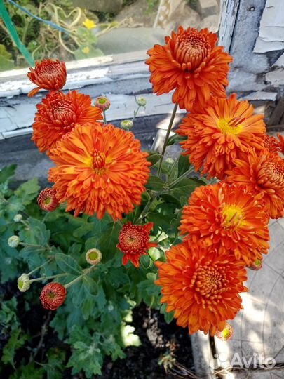 Хризантемы