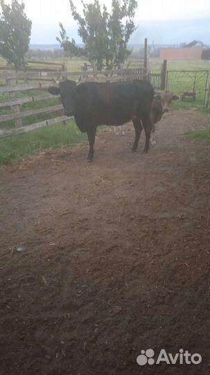 Коровы 2 бычки 3