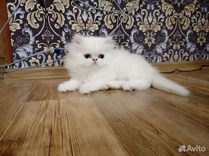 Персидские котята