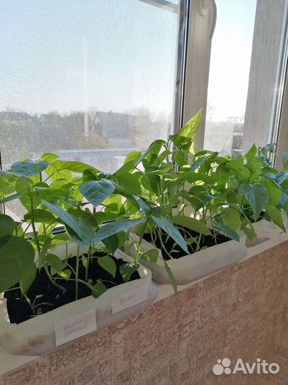 Рассада томатов, перцев