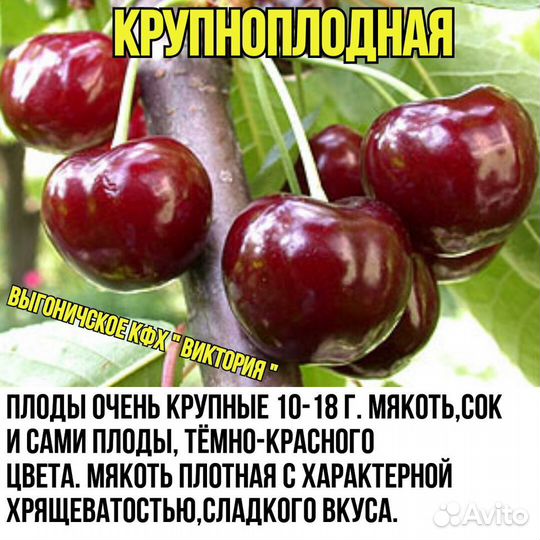 Саженцы, Плодова- ягодные и декоративные культуры