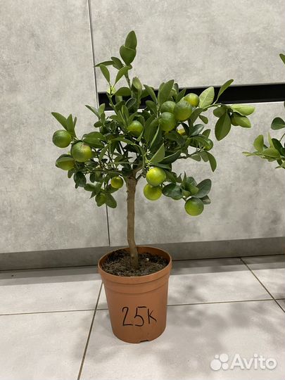 Мандариновое дерево