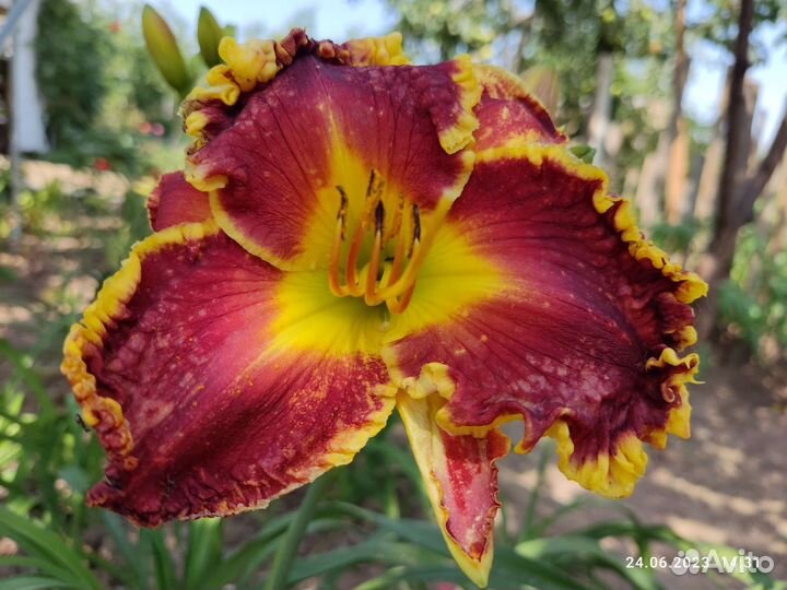 Лилейник open season