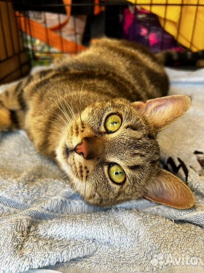 Котенок ищет дом