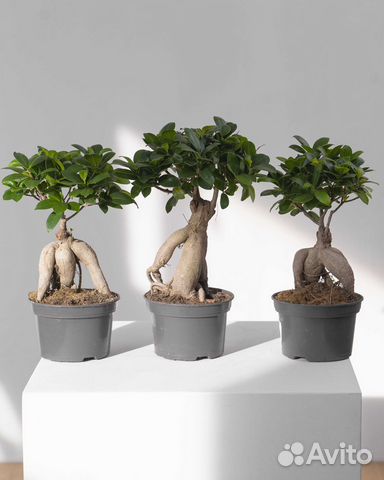 Фикус микрокарпа бонсай