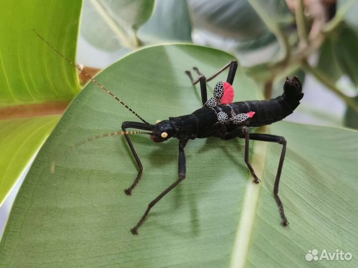 Перуанский палочник