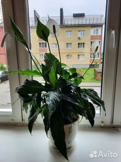 Спацифиллум