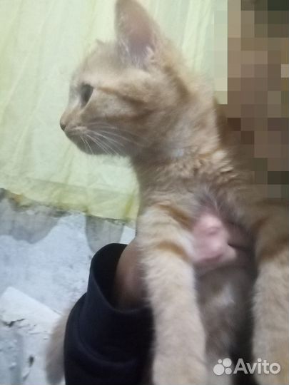 Котята
