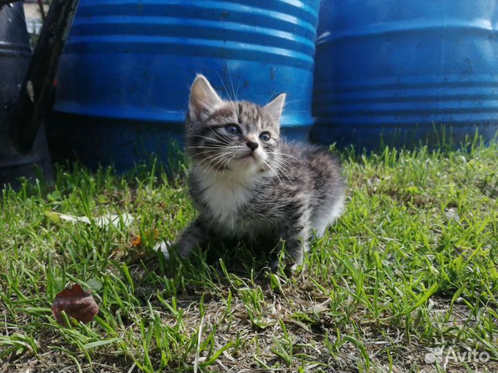 Котики бесплатно в добрые руки