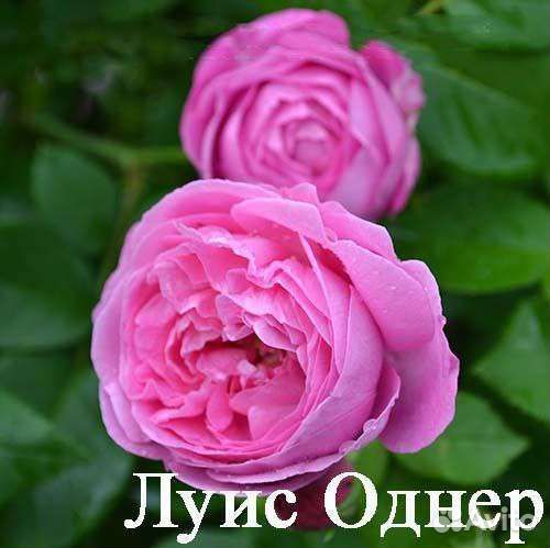 Кустовые розы саженцы