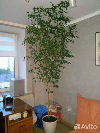 Фикус бенджамина большой