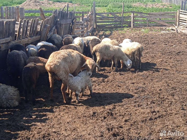 Овцы бараны баранина