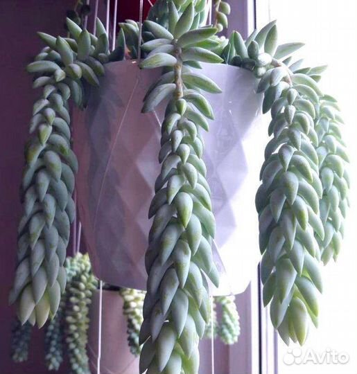 Суккуленты от 30р