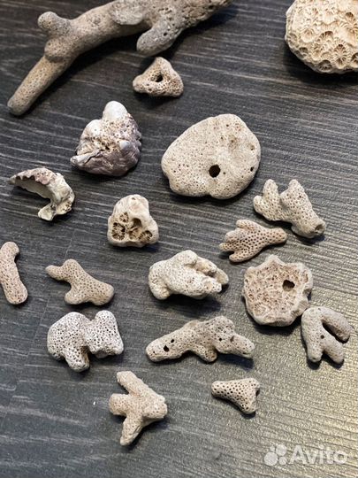 Кораллы для аквариума