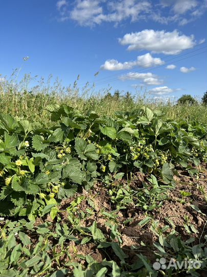 Саженцы клубники