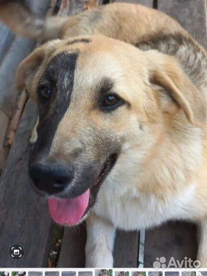 Щенок кобель мальчик в добрые руки бесплатно