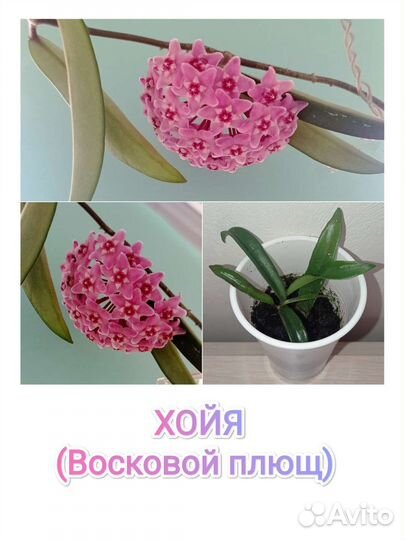 Хойя (восковой плющ)