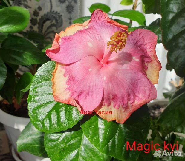 Сортовые гибискусы