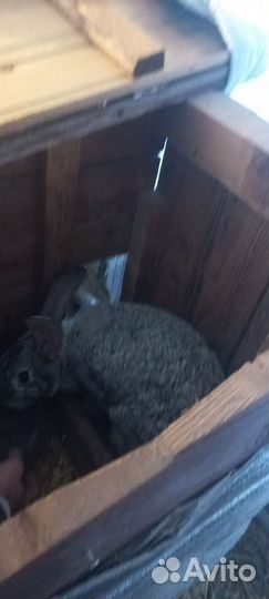 Кролики мясных пород