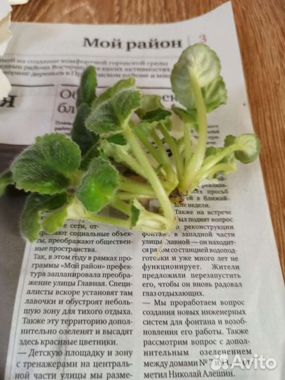 Срезы сортовых фиалок