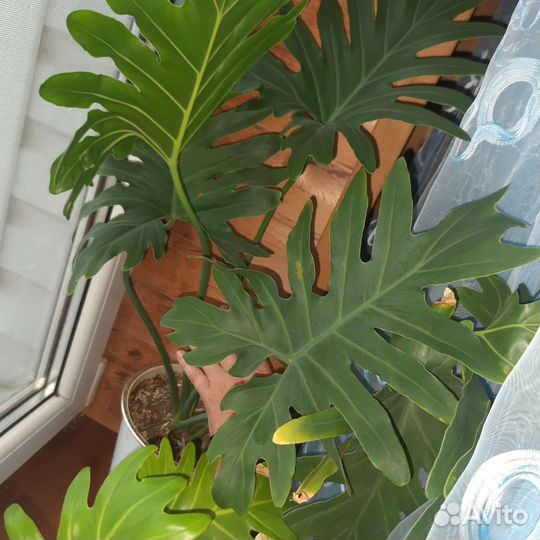 Филоденрон селло