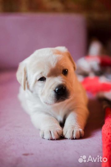 Щенки лабрадора