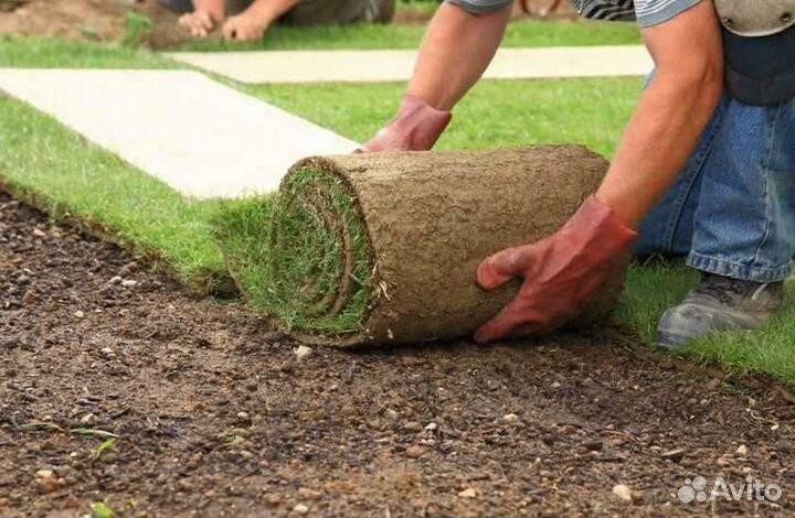 Укладка и продажа рулонного газона