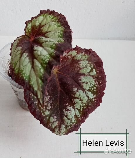 Бегония декоративно лиственная