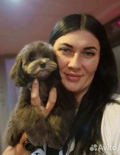 Самые лучшие щенки Мальтипу для Вас