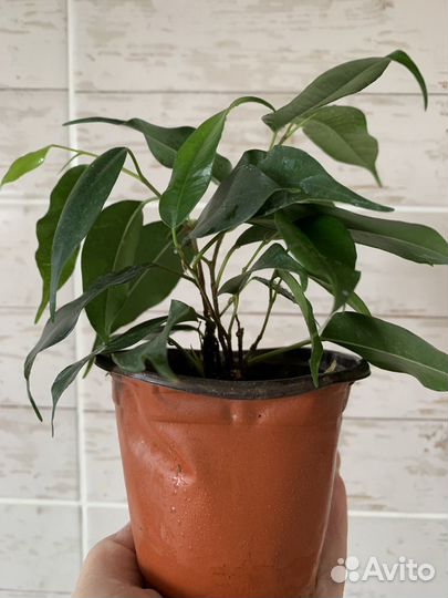 Фикус бенджамина