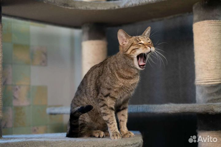 Ласковый кот