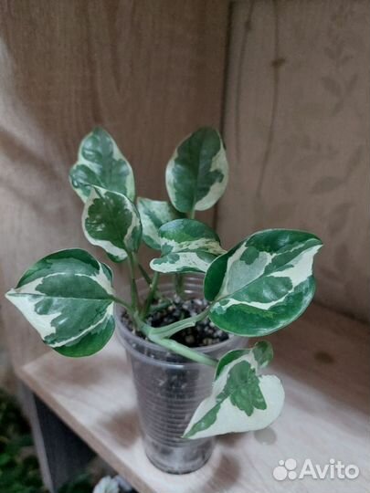 Комнатные цветы