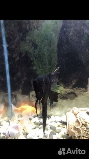 Аквариумные рыбки