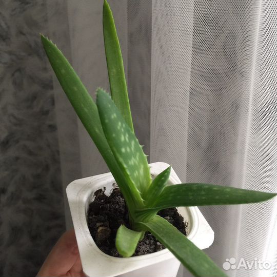 Отростки Алоэ пятнистое, Гастерия