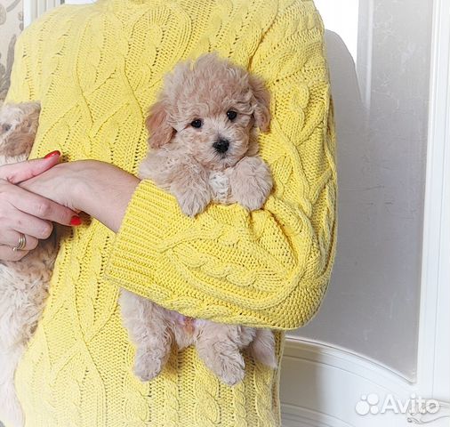 Щенки мальтипу f1