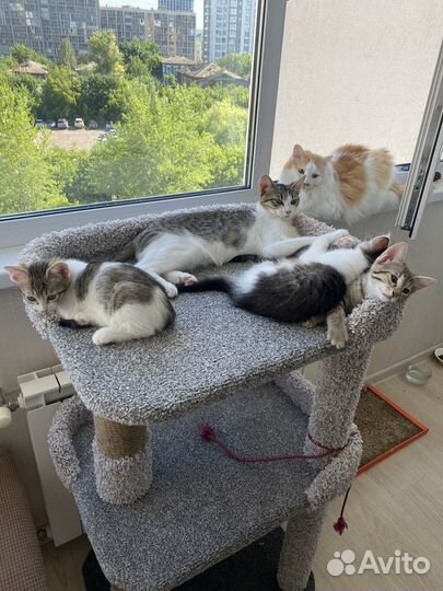 Котята в добрые руки приучены к лотку