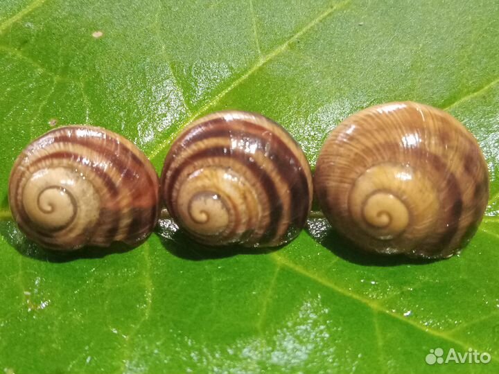 Живые улитки Helix albescens (съедобные)